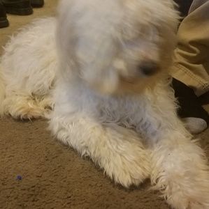 Meet your Posher, Nelson